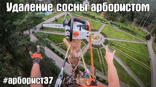 Спил березы и сосны на одном участке при помощи арбориста и инструмента Stihl. Часть 2. Сосна.