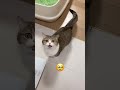 kitten growing up 고양이가 마음을 여는 과정 shy kitten becoming brave cat