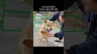 감정 표현을 하는 진돗개 삼용이