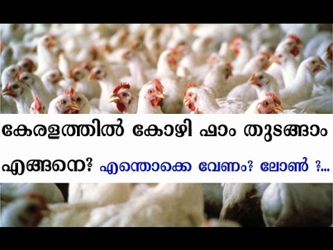 How to start a chicken farm Profitable in kerala How to start a chicken farm Profitable in kerala