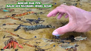 MENCARI IKAN PIPA MALAH DAPAT UDANG DAN KELOMANG