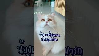 ล้างจมูกให้น้องแมว |Deejaworld #cat #pets #แมว #catlover #ทาสแมว #petlover #cutecat #funnycat #cats