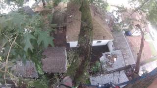 Aerial View of the Largest Cherry Bark Oak in USA