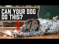 This 1 Thing Could End All Bad Behaviors For Your Dog