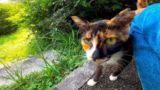 歩道に野良猫が寝ていたのでバイクを停めてナデナデしてきた