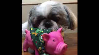 動画14.豚を連れ去る犬【お蔵出し】shihtzu puppy #shorts