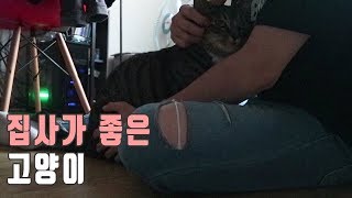 퇴근하고 집에 온 집사가 너무 좋은 고양이