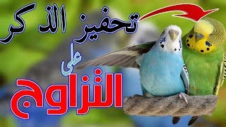 صوت تحفيز ذكر البادجي على التزاوج الجزء الثاني