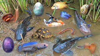 So Amazing...Catching Colorful Betta Fish In The River, Giant Catfish, Ornamental Fish, Turtle, Bird