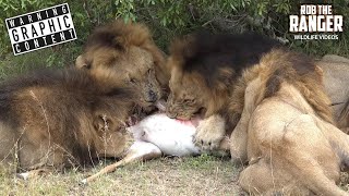 Four Hungry Lions Caught An Impala!!! | African Safari Sighting