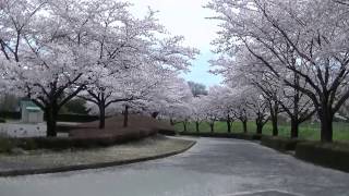 壬生町・お墓・聖地公園・桜・石のやたべ