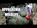 Appalachia Wildlife Video 24-11 of As The Ridge Turns in the Foothills of the Smoky Mountains