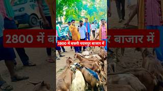 Padampur bakri bazzar Odisha।2800 में बकरी #bakrifarming  #omprakashausar #bakripalanodisha