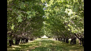 110 Acre Almond Orchard in Stanislaus County