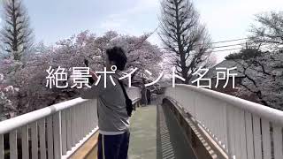 くにたちの桜、ひたすら桜#国立市 #桜 #さくら通り #大学通り #旧駅舎