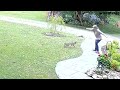 Rabid Fox Attacks Mum in Garden || Dogtooth Media