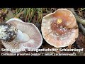 spannende erstfunde lärchenröhrling gelber steinpilz schleiereule pappelraufuß u0026 spechttintling