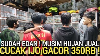 PALING MURAH ! CUCAK IJO GACOR DOR BODI BIG 350RB PENTET 25RB DI PASAR BURUNG PRAMUKA