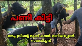 മൂക്കുകയർ മാറ്റേണ്ടിവന്നു. പഴയ പോലെ അത്ര എളുപ്പമല്ല.. അപ്പു കുറച്ചു സീനാണ്  #baffalo