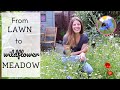 I Planted A Wildflower Meadow 🌼🐝🦋| Amazing Lawn Transformation | From Seeds To Blooms