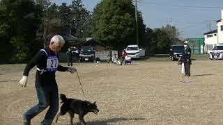 北海道犬保存会　東関東支部展覧会　未成犬牡組　特良一席　黒熊王