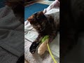 【無邪気に遊ぶ妹】猫じゃらしって…超素敵アイテムだよね☆ 猫 shorts 遊び sister かわいい