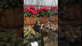 Geranium hanging baskets, Succulents and Begonia baskets