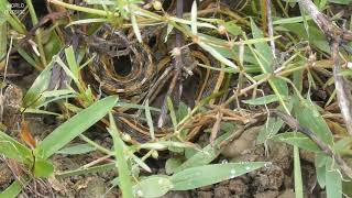 Buff Striped Keelback | Amphiesma Stolatum ( Non Venomous Snake)