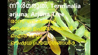 നീർമരുത്, Terminalia arjuna, Arjuna Tree, Neermaruth, ആറ്റുമരുത്, Arjun, neermaruthu