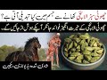 Amazing Benefits of Green Cardamom | Sabz Elaichi ke Fayde | Islamic Teacher Official