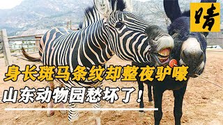 山東動物園驚現驢斑獸，身長斑紋卻整夜驢嚎，這算野驢還是斑馬？