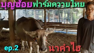 #ep2.ฟาร์มควายงาม.🚩ลูกเก้าเจริญ#.เบิ้มพันล้าน,🐃Thai.FarmBigBuffalo