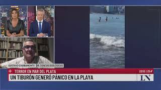 Terror en Mar del Plata: un tiburón generó pánico en la playa