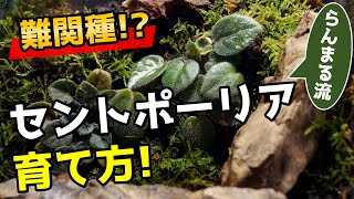 【難しい･･･】セントポーリアの育て方を考察！〇〇に植え付けました♪【観葉植物の育て方】