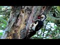 659. strakapoud jižní syrian woodpecker blutspecht Сирийский дятел dzięcioł białoszyi