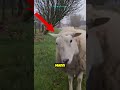 das undankbarste schaf der welt 🐑