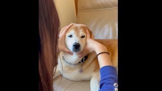 柴犬福 姉にヘッドスパしてもらう柴犬🤣Sister and Shiba-head spa👩🐶🤣