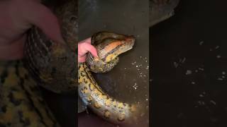 I yoinked a huge anaconda! #crazy#snake#anaconda#wildlife#youtubeshorts#nature#animals#viralvideo