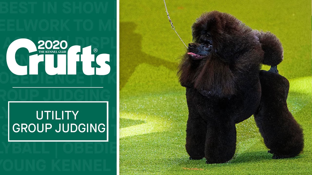 Utility Group Judging | Crufts 2020
