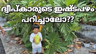 🏝️ 99ശതമാനം ലക്ഷദ്വീപുകർക്കും പ്രിയപ്പെട്ട ഭക്ഷണം| കടച്ചക്ക | Breadfruit Harvest | Lakshadweep snack