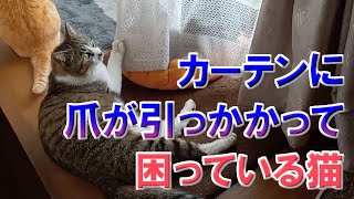 カーテンに爪が引っかかって困っている猫