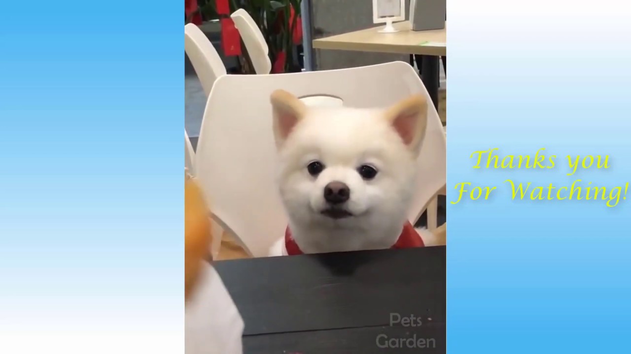 Cute Pets And Funny Animals Compilation 2 Youtube