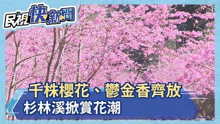 千株櫻花、鬱金香齊放　杉林溪掀賞花潮－民視新聞