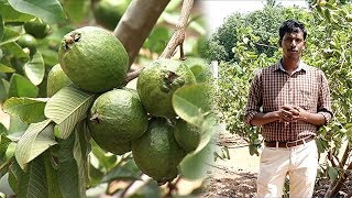 கொய்யா மரங்கள் - ஆண்டுக்கு இரண்டு மகசூல்... |  வளர்சோலை | மலரும் பூமி 20/08/19