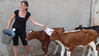ქალი ვეტერინარი ფერმა მარგებელში - ფერმერის ხმა