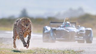 15 Fastest Animals On This Planet