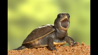 The Essential Truths You Must Know About Turtle Evolution