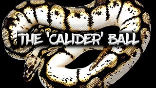 The 'Calider' Ball Python