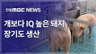 데스크R)2019년··황금돼지의 해 / 안동MBC