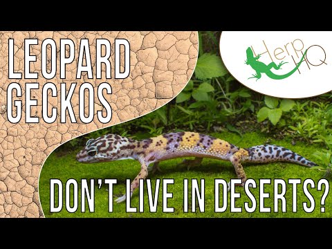 Do leopard geckos live in the jungle?